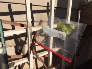 A traminette vine in this Belmont (Charlottesville) townhouse vineyard can use zip-lock bags to protect leafing buds in a freeze, but not commercial vineyards