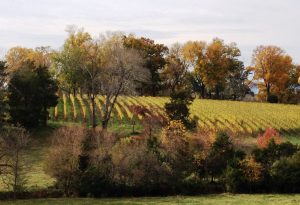 Barboursville Vineyards in late autumn, 2014 (from the parking lot next to the winer